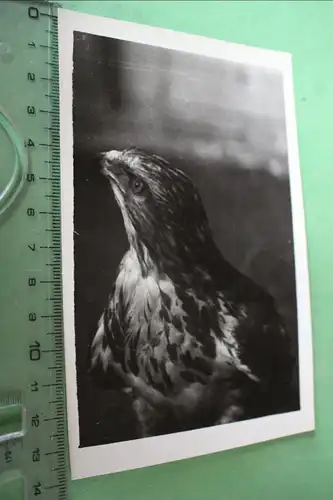 tolles altes Foto - Portrait eines Bussards ?? Raubvogel 