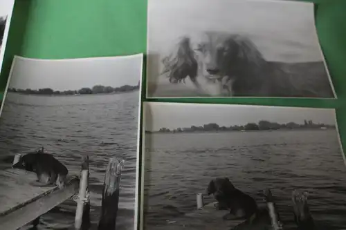 fünf tolle alte Fotos - Hund Dackel Teckel - am See und mit Welpe - 60-70er Jahr