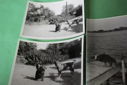 fünf tolle alte Fotos - Hund Dackel Teckel - am See und mit Welpe - 60-70er Jahr