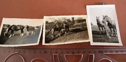 drei tolle alte Fotos - Stute mit Fohlen - 1942 und später