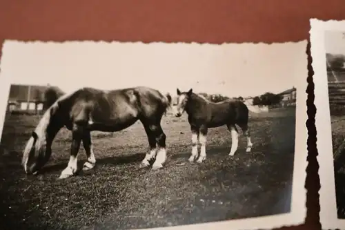 drei tolle alte Fotos - Stute mit Fohlen - 1942 und später