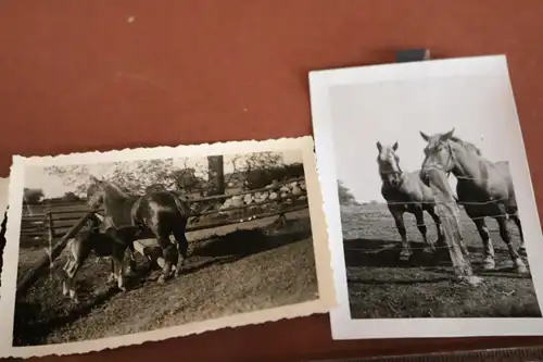 drei tolle alte Fotos - Stute mit Fohlen - 1942 und später