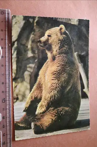 tolle alte Karte Braunbär - Zoo ??  70er Jahre ?