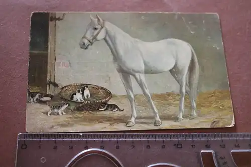 tolle alte Künstlerkarte - Portrait Pferd Schimmel im Stall 1900-1920 ?