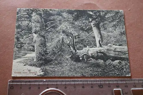 tolle alte Karte -  Neuenburger Urwald - Ammerland 1911