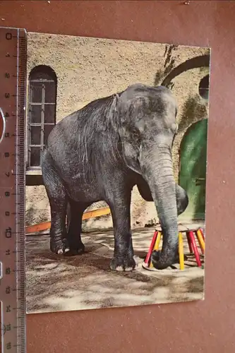 tolle alte Karte - Elefant - Zoo ??   60er Jahre ?
