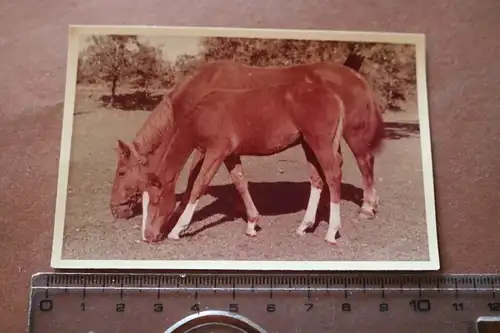 tolles altes Farbfoto - Pferde - Stute mit Fohlen  60er Jahre ???