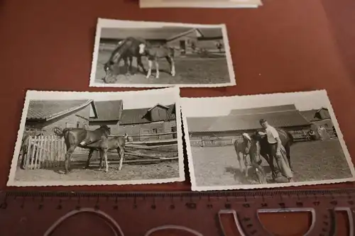 drei tolle alte Fotos - Stute mit Fohlen -  30-40er Jahre ??