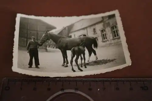 tolles altes Foto - Pferde Stute mit Fohlen -  30-40er Jahre