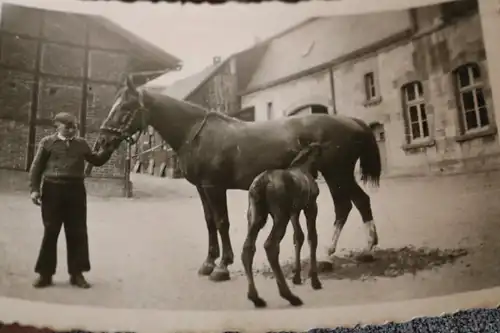 tolles altes Foto - Pferde Stute mit Fohlen -  30-40er Jahre