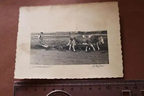 tolles altes Foto - Landwirt mit Ochsengespann am pflügen 1932