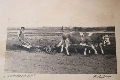 tolles altes Foto - Landwirt mit Ochsengespann am pflügen 1932