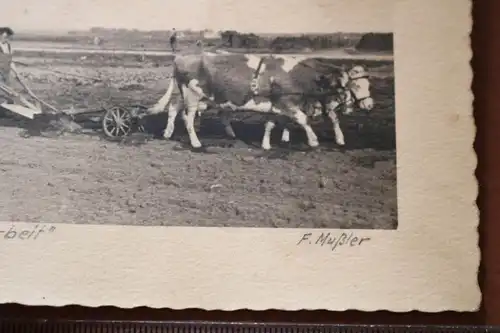 tolles altes Foto - Landwirt mit Ochsengespann am pflügen 1932