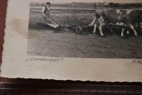 tolles altes Foto - Landwirt mit Ochsengespann am pflügen 1932