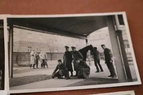 sieben alte Fotos eines Soldaten Offiziere - Pferdebeschauung ??