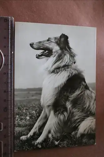 tolle alte Karte - Hund - Collie 