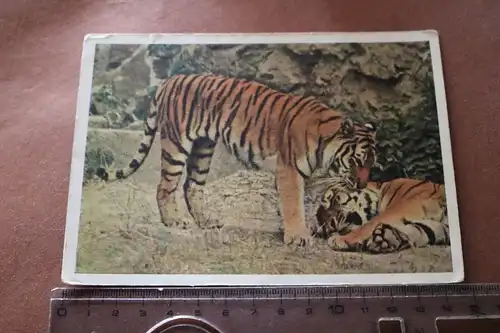 tolle alte Karte - zwei Tiger -  Russland 