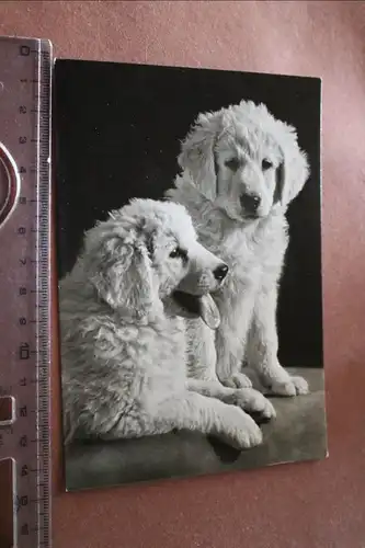tolle alte Karte - Hund - plüschige Welpen - Rasse ?? 