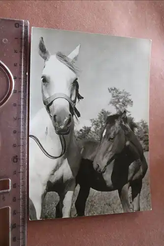 tolle alte Karte - Pferde - Stute mit Fohlen 