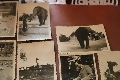 18 tolle alte Fotos + Eintrittskarten Münchener Tierpark AG - 30-40er Jahre