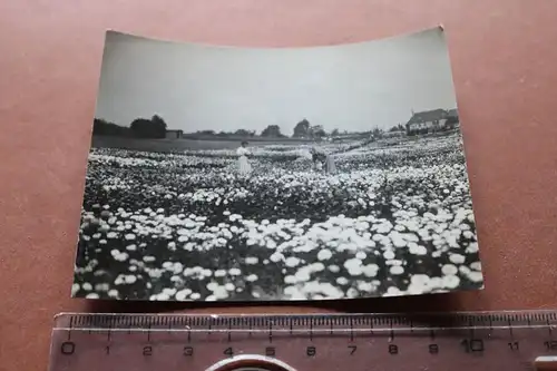 tolles altes Foto - Blumen Astern - Felder Niederlande - 1927  ...graven ??