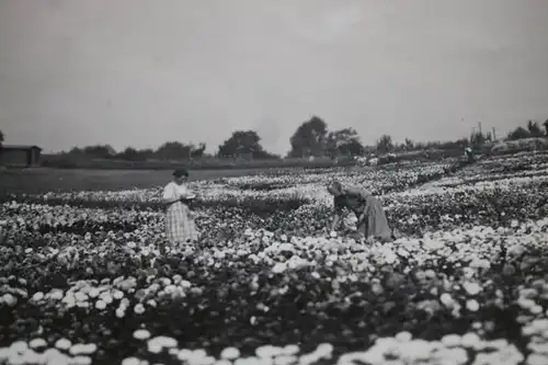 tolles altes Foto - Blumen Astern - Felder Niederlande - 1927  ...graven ??
