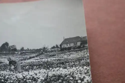 tolles altes Foto - Blumen Astern - Felder Niederlande - 1927  ...graven ??