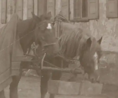 tolles altes Negativ -  Frau mit Spezial-Pferdefuhrwerk Baumstammtransport