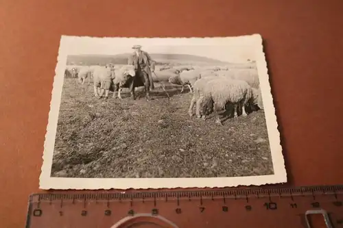 tolles altes Foto - Schäfer mit seinen Schafen