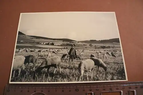 tolles altes Foto - Schäfer mit seinen Schafen