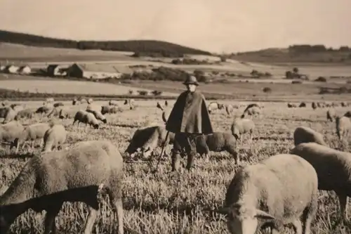 tolles altes Foto - Schäfer mit seinen Schafen