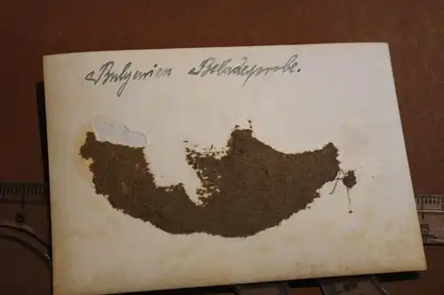 altes Foto - Soldaten bei Beladeprobe der Mulis in Bulgarien 