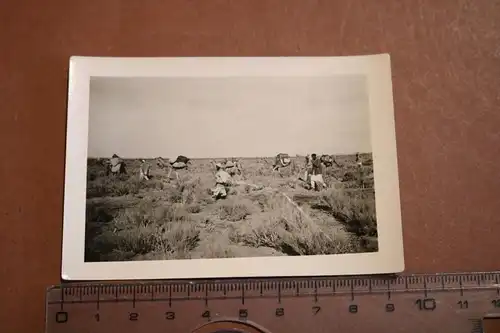 tolles altes Foto - Einheimische Träger mit Kamele  -  Afrika ?? DAK ?