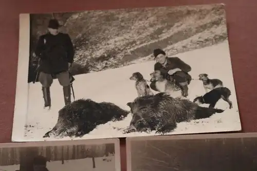 drei alte Fotos - Jäger mit erlegten Wildschweinen  50er Jahre ??