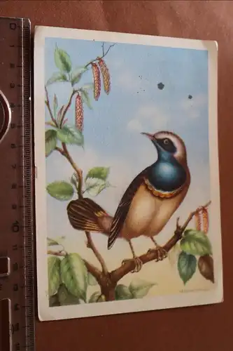 tolle alte Karte -Blaukehlchen - Künstlerkarte ? 30-40er Jahre 