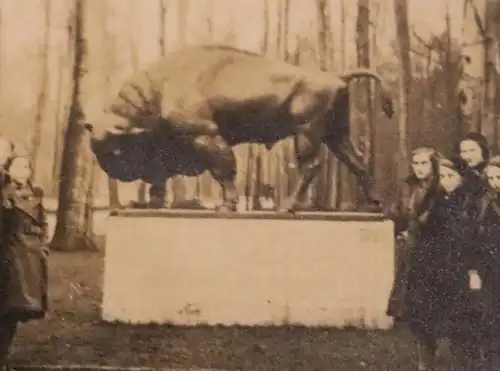 tolles altes Foto -Gruppe Mädels am Denkmal eines Bullen, Stier Ort ??