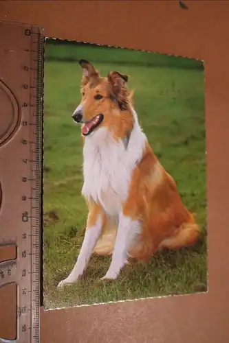 tolle alte Karte - Hund Collie  1975