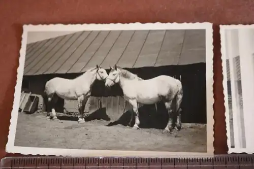 zwei tolle alte Fotos - Soldat mit Pferde -