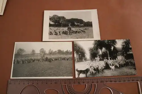 drei tolle alte Fotos eines Schäfers - Schafe  - Lüneburg - 30er Jahre ?