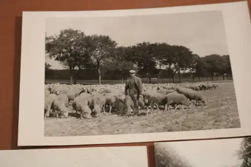 drei tolle alte Fotos eines Schäfers - Schafe  - Lüneburg - 30er Jahre ?