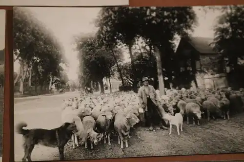 drei tolle alte Fotos eines Schäfers - Schafe  - Lüneburg - 30er Jahre ?