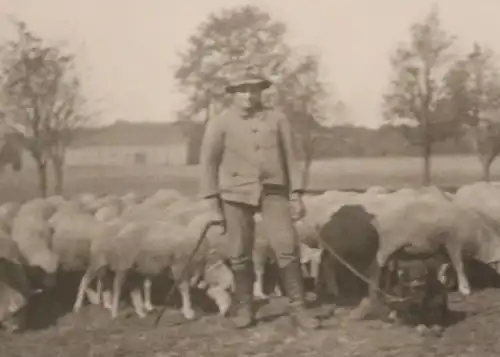 drei tolle alte Fotos eines Schäfers - Schafe  - Lüneburg - 30er Jahre ?