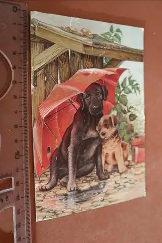tolle alte Glanzkarte zwei Hunde unter dem Regenschirm