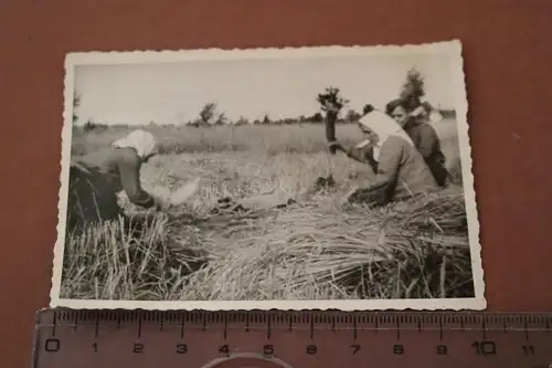 altes Foto - russische Frauen bei der Getreidernte