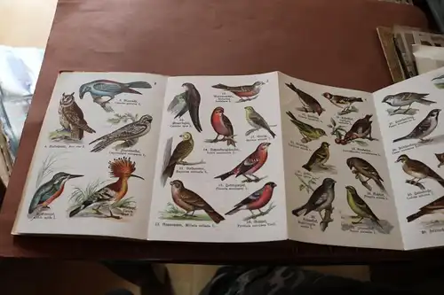 tolles altes Heft - Schreibers kleiner Atlas der einheimischen Vögel Heft 1 