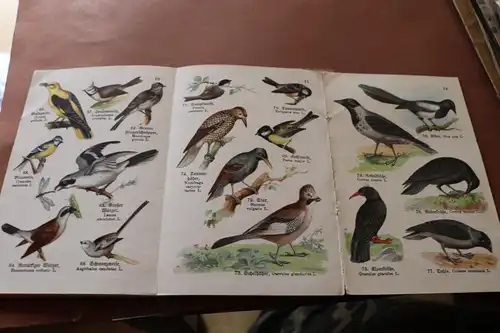 tolles altes Heft - Schreibers kleiner Atlas der einheimischen Vögel Heft 1 