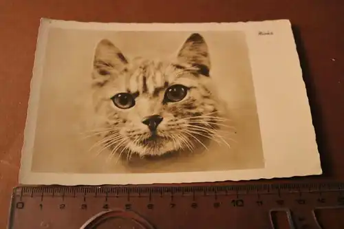 tolle alte Fotokarte - Portrait Katzenkopf Minka 