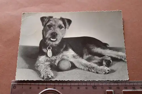 tolle alte Karte - Hund Terrier - 50-60er Jahre