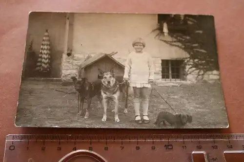 tolles altes Foto Mädchen mit drei Hunden, Dackel, Schäferhund u.a. - 30-50er Ja