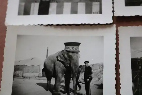 vier alte Fotos - Tiere und Personal vom Zirkus Krone - 30-50er Jahre ???